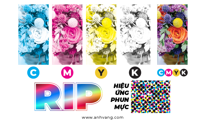 PHẦN MỀM RIP LÀ GÌ? VAI TRÒ CỦA PHẦN MỀM RIP RA SAO?